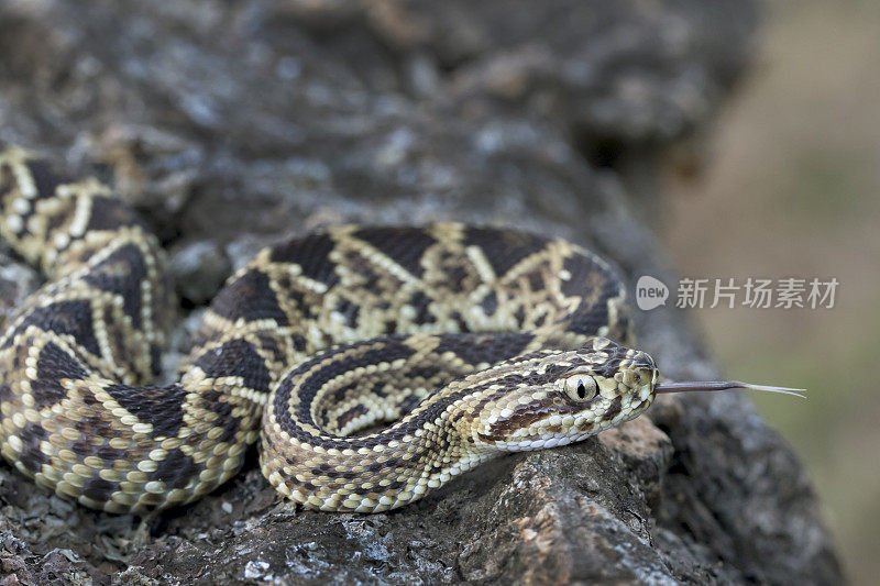 幼新热带响尾蛇(Crotalus simus simus)伸出舌头…